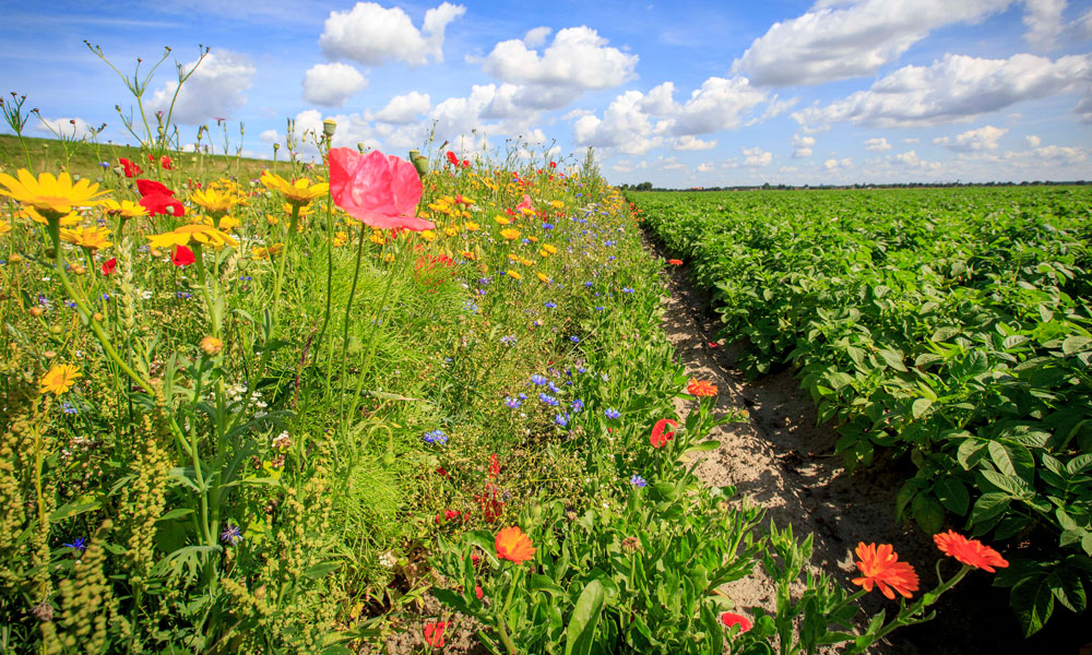 Bloemenveld